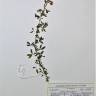 Fotografia de herbário 1 da espécie Adenocarpus lainzii no Jardim Botânico UTAD