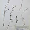 Fotografia de herbário 1 da espécie Galium saxatile no Jardim Botânico UTAD