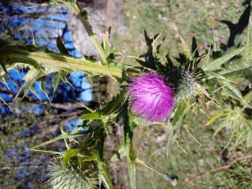 Fotografia da espécie Cirsium vulgare