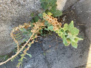 Fotografia da espécie Hyoscyamus albus