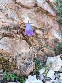 Fotografia da espécie Campanula rotundifolia subesp. rotundifolia