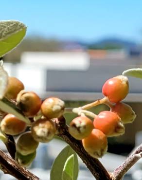 Fotografia 16 da espécie Cotoneaster pannosus no Jardim Botânico UTAD