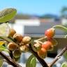 Fotografia 16 da espécie Cotoneaster pannosus do Jardim Botânico UTAD