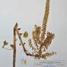 Fotografia de herbário 1 da espécie Umbilicus heylandianus no Jardim Botânico UTAD