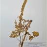 Fotografia de herbário 1 da espécie Umbilicus heylandianus no Jardim Botânico UTAD