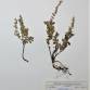 Fotografia 1 de herbário da espécie Teucrium salviastrum no Jardim Botânico UTAD