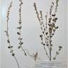 Fotografia de herbário 1 da espécie Teucrium salviastrum no Jardim Botânico UTAD