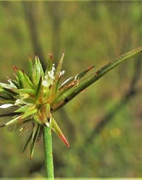 Fotografia 17 da espécie Juncus capitatus no Jardim Botânico UTAD