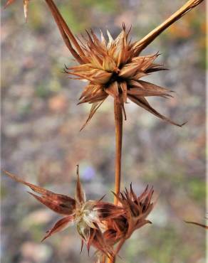 Fotografia 18 da espécie Juncus capitatus no Jardim Botânico UTAD