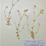 Fotografia de herbário 1 da espécie Cerastium glomeratum no Jardim Botânico UTAD