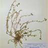 Fotografia de herbário 1 da espécie Corrigiola littoralis no Jardim Botânico UTAD