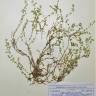 Fotografia de herbário 1 da espécie Herniaria lusitanica no Jardim Botânico UTAD