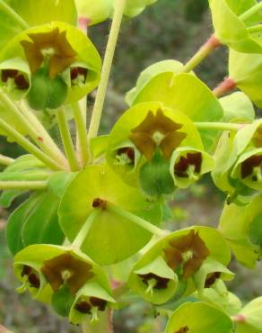 Fotografia 12 da espécie Euphorbia characias subesp. characias no Jardim Botânico UTAD