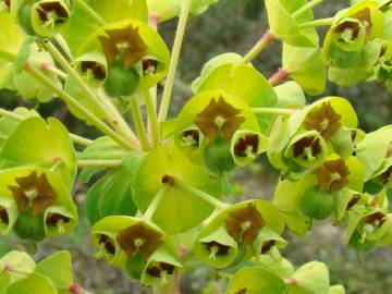 Fotografia da espécie Euphorbia characias subesp. characias