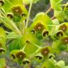 Fotografia 12 da espécie Euphorbia characias subesp. characias do Jardim Botânico UTAD