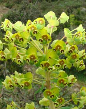 Fotografia 13 da espécie Euphorbia characias subesp. characias no Jardim Botânico UTAD