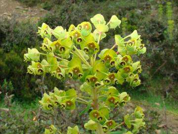 Fotografia da espécie Euphorbia characias subesp. characias