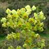 Fotografia 13 da espécie Euphorbia characias subesp. characias do Jardim Botânico UTAD