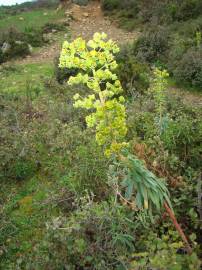 Fotografia da espécie Euphorbia characias subesp. characias