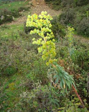 Fotografia 14 da espécie Euphorbia characias subesp. characias no Jardim Botânico UTAD