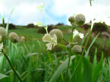 Fotografia da espécie Silene vulgaris subesp. vulgaris