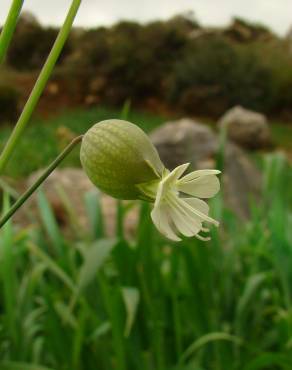 Fotografia 19 da espécie Silene vulgaris subesp. vulgaris no Jardim Botânico UTAD