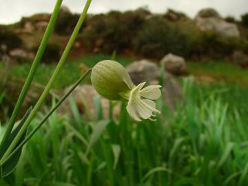 Fotografia da espécie Silene vulgaris subesp. vulgaris