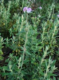 Fotografia da espécie Phlomis purpurea