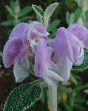 Fotografia 12 da espécie Phlomis purpurea no Jardim Botânico UTAD