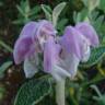 Fotografia 12 da espécie Phlomis purpurea do Jardim Botânico UTAD