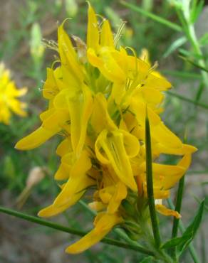 Fotografia 16 da espécie Genista hirsuta subesp. hirsuta no Jardim Botânico UTAD