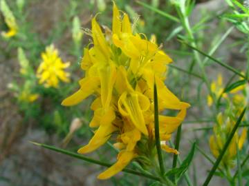 Fotografia da espécie Genista hirsuta subesp. hirsuta