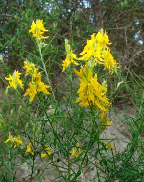 Fotografia 17 da espécie Genista hirsuta subesp. hirsuta no Jardim Botânico UTAD