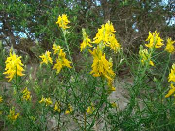 Fotografia da espécie Genista hirsuta subesp. hirsuta