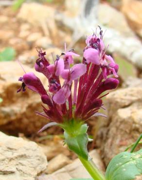 Fotografia 5 da espécie Valeriana cornucopiae no Jardim Botânico UTAD