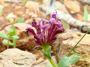 Fotografia da espécie Valeriana cornucopiae