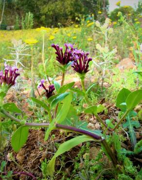 Fotografia 6 da espécie Valeriana cornucopiae no Jardim Botânico UTAD