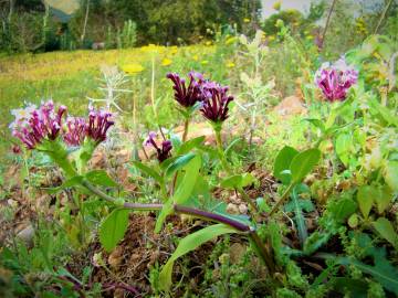 Fotografia da espécie Valeriana cornucopiae