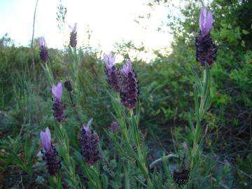 Fotografia da espécie Lavandula stoechas subesp. stoechas