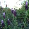 Fotografia 3 da espécie Lavandula stoechas subesp. stoechas do Jardim Botânico UTAD