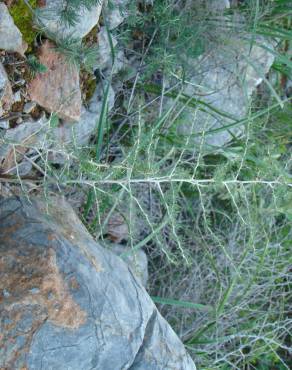 Fotografia 25 da espécie Asparagus albus no Jardim Botânico UTAD