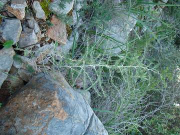 Fotografia da espécie Asparagus albus