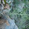 Fotografia 25 da espécie Asparagus albus do Jardim Botânico UTAD