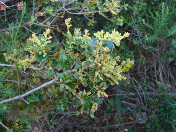 Fotografia da espécie Quercus coccifera