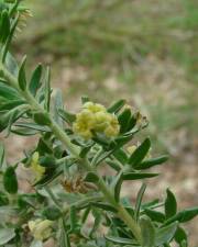 Fotografia da espécie Thymelaea lythroides