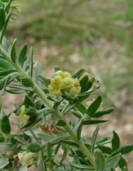 Thymelaea lythroides