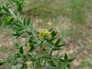 Fotografia da espécie Thymelaea lythroides