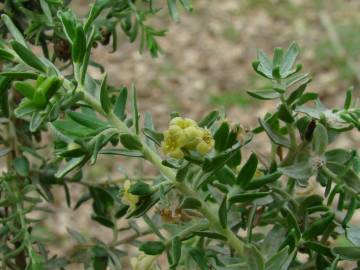 Fotografia da espécie Thymelaea lythroides