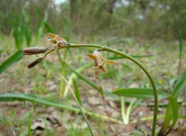 Fotografia da espécie Dipcadi serotinum subesp. serotinum