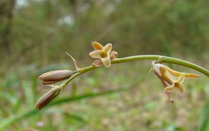 Fotografia da espécie Dipcadi serotinum subesp. serotinum
